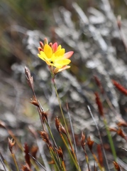 Ixia dubia, photograph (c) Tony Rebelo, some rights reserved (CC BY-SA)