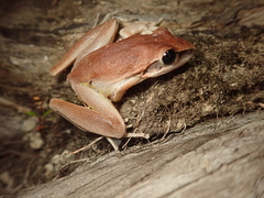 Litoria nigrofrenata