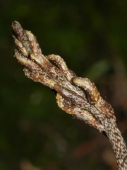 Gastrodia cunninghamii