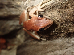 Litoria nigrofrenata
