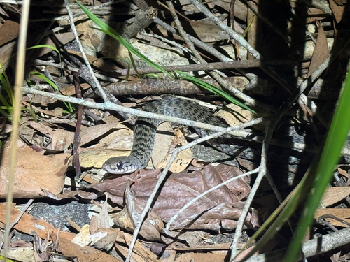 Common keelback sighting