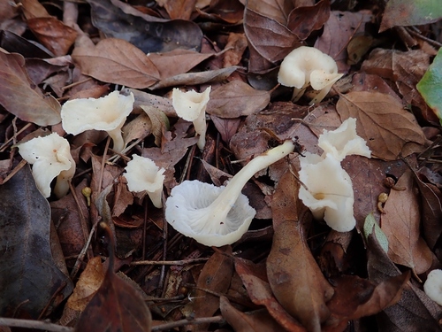 Craterellus lutescens