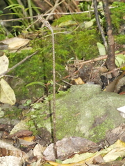 Gastrodia cunninghamii