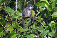 Trachypithecus phayrei