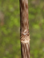 Gastrodia cunninghamii