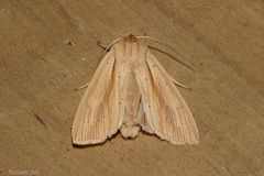 Ichneutica semivittata
