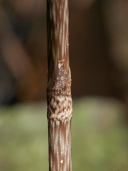 Gastrodia cunninghamii