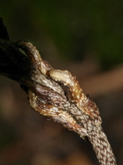 Gastrodia cunninghamii