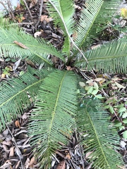 Dioon angustifolium