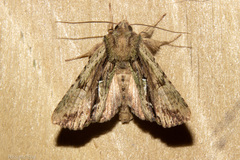 Meterana decorata