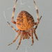 Spotted Orbweaver - Photo (c) Michael Schmidt, some rights reserved (CC BY-NC-SA)