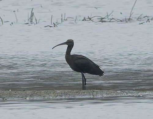 Plegadis falcinellus