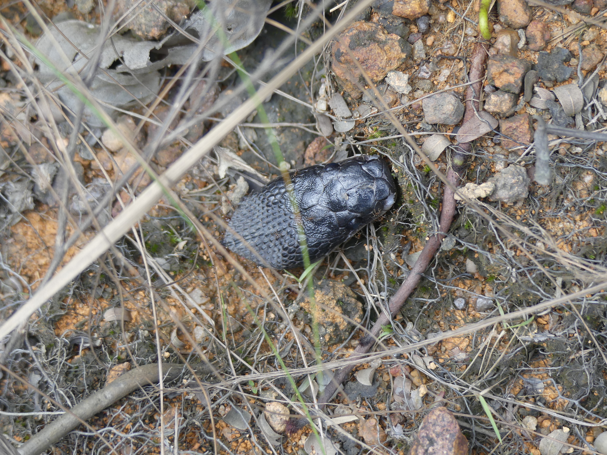 Congo File Snake photo 7