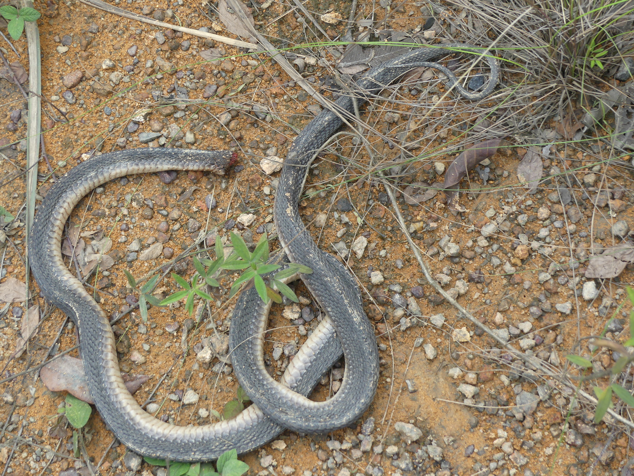 Congo File Snake photo 8