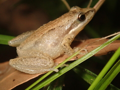 Litoria microbelos