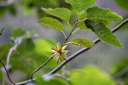Happy tree