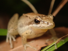 Litoria microbelos