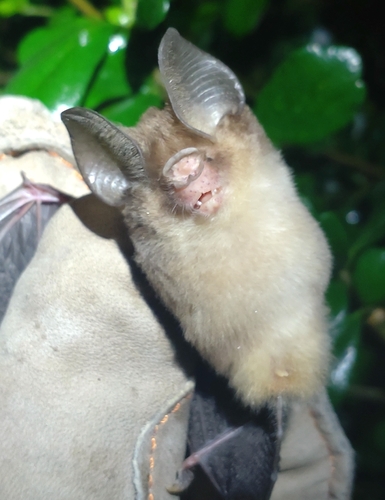 Ashy Leaf-nosed Bat