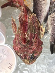 Hemilepidotus hemilepidotus