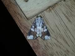 Condica cupentia