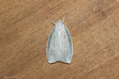 Nymphostola galactina