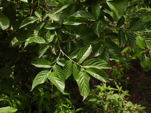 Rhamnella franguloides iNat (3)