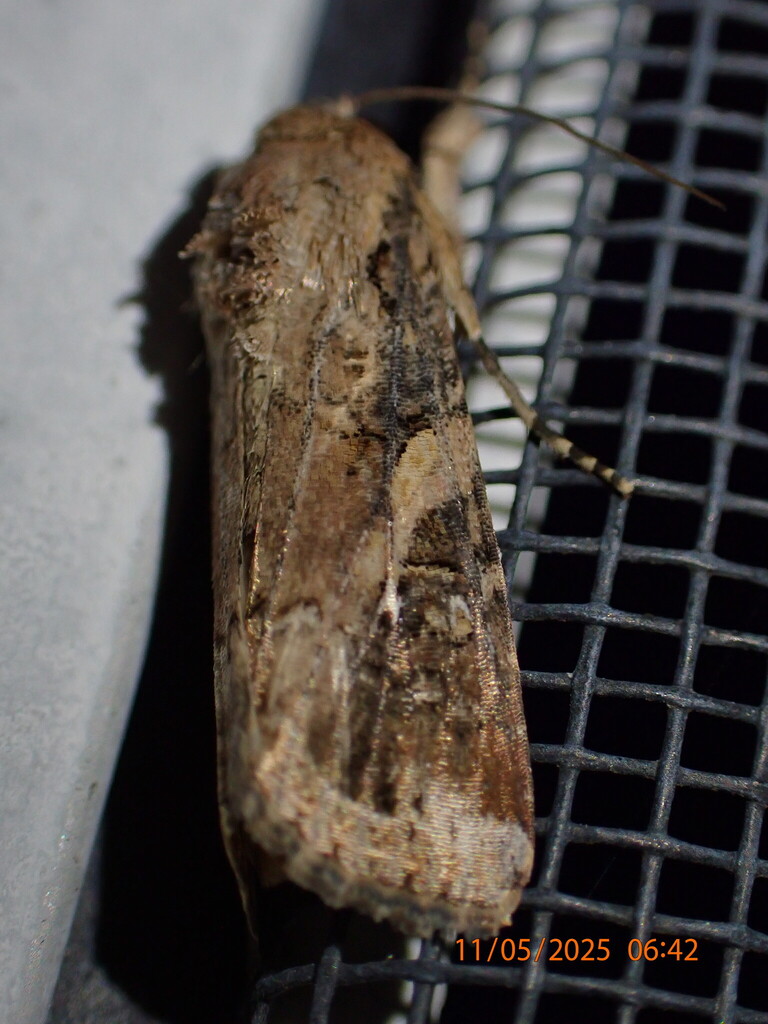 Fall Armyworm Moth from Dunedin, FL, USA on November 05, 2025 at 06:42 ...
