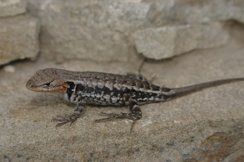 Pygmy Spiny Lizard