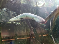 Arapaima