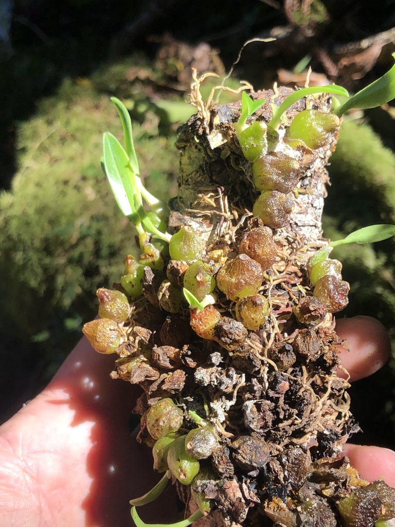 Bulbophyllum weinthalii