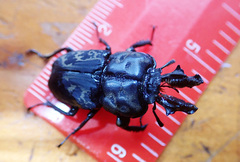 Ryssonotus nebulosus