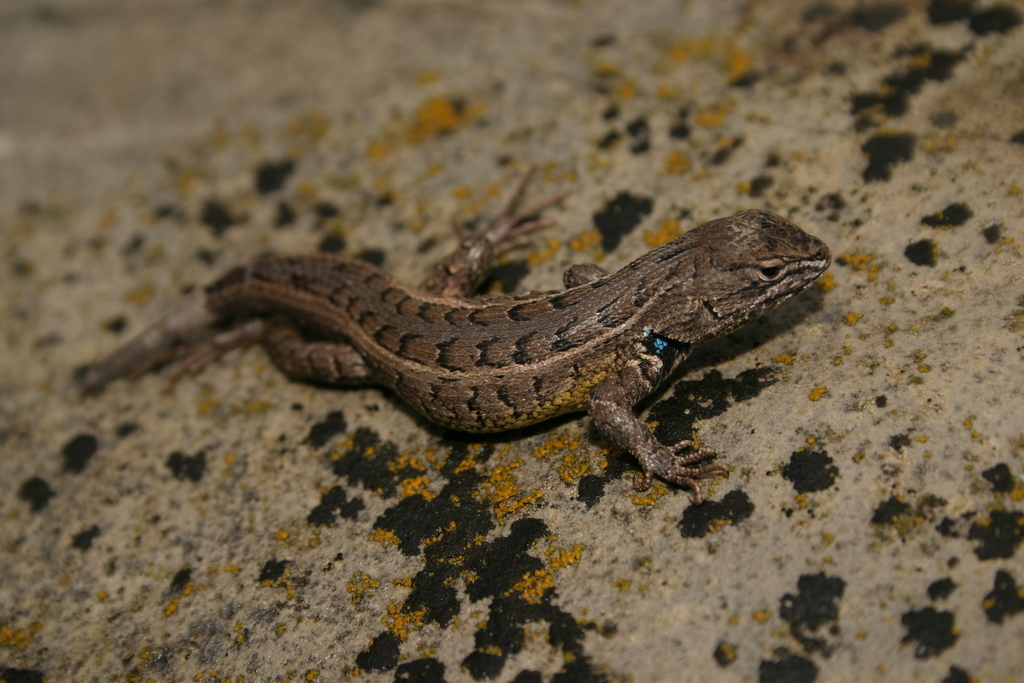 Coleman's Bunchgrass Lizard (Sceloporus samcolemani)
