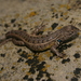 Coleman's Bunchgrass Lizard - Photo (c) Michael Price, some rights reserved (CC BY-NC-ND), uploaded by Michael Price