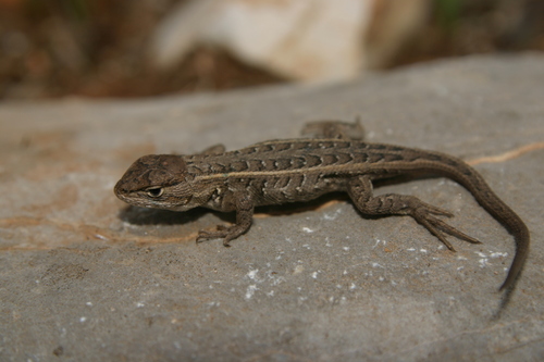 Coleman's Bunchgrass Lizard