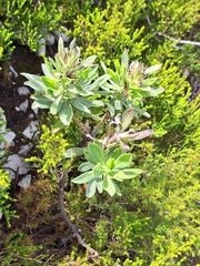 Lobostemon montanus