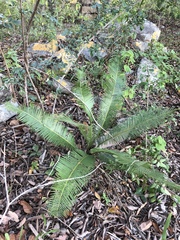 Dioon angustifolium