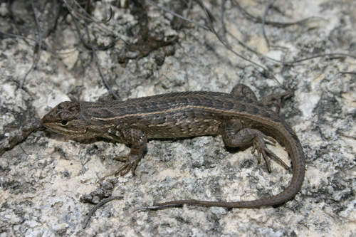 Coleman's Bunchgrass Lizard