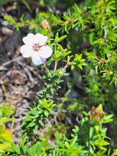 Chinaflower (Adenandra uniflora)