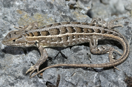 Bunch Grass Lizard