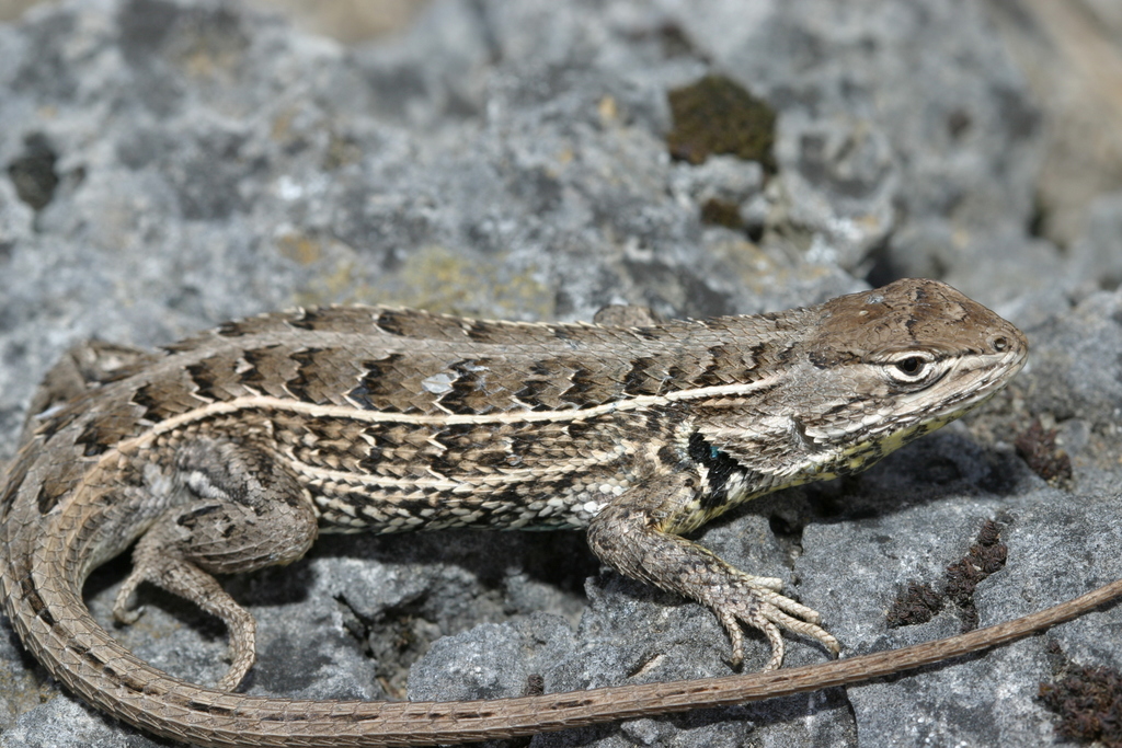 April Lizard Bunch Grass Lizard in April 2009 by Michael Price · iNaturalist