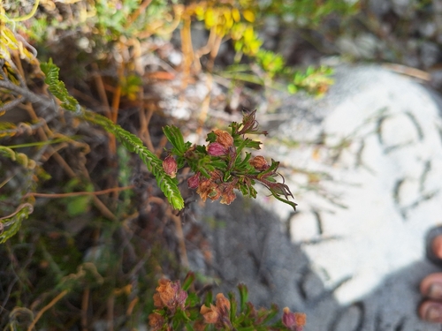 Coarse Dollsrose (Hermannia rudis)
