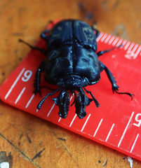 Ryssonotus nebulosus