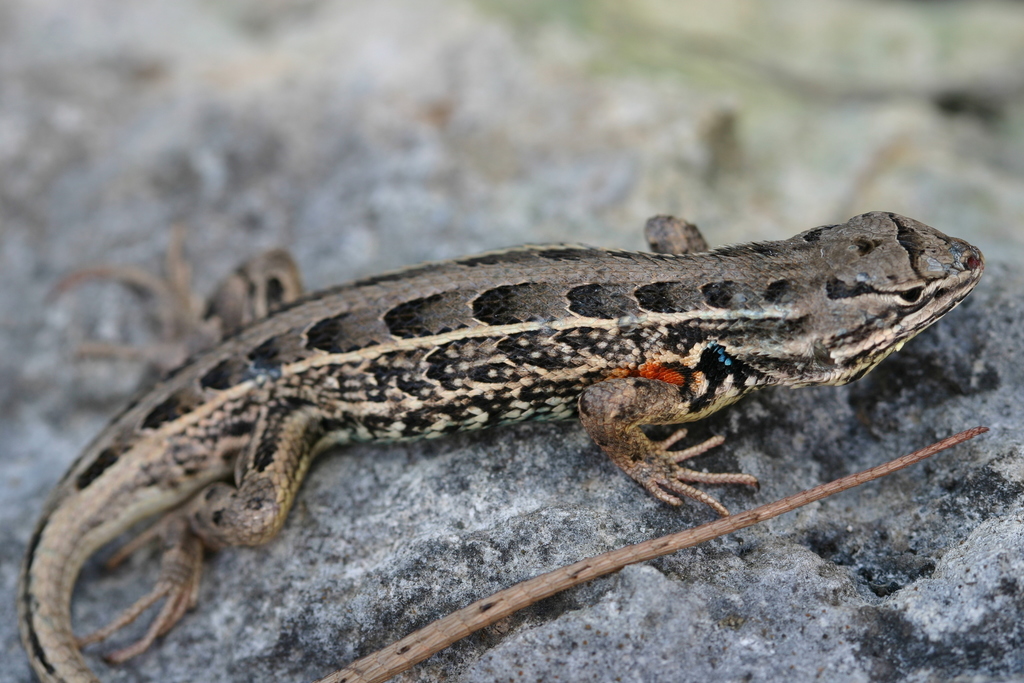 Bunch Grass Lizard