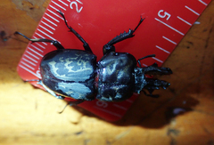 Ryssonotus nebulosus