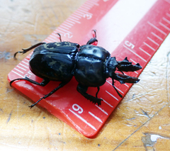 Ryssonotus nebulosus