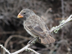 Medium Ground-Finch photo 3