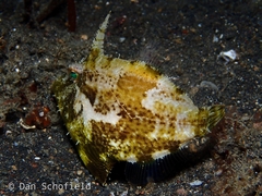 Pseudomonacanthus macrurus
