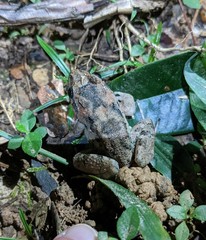 Leptodactylus validus