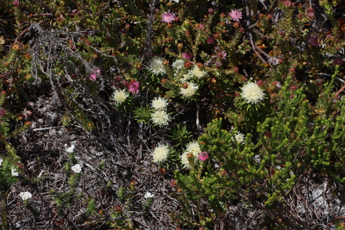 Hookers Buchu (Agathosma hookeri)