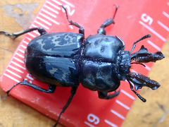 Ryssonotus nebulosus